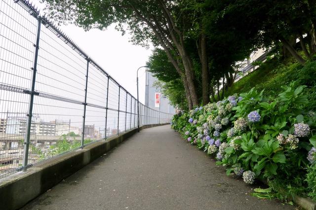 黃鶴樓動漫 黃鶴樓動漫