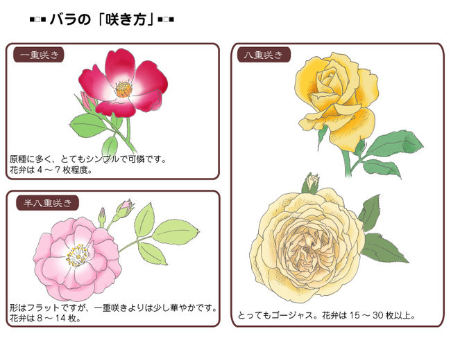 各種花的簡單畫法，一步一步教你畫鮮花