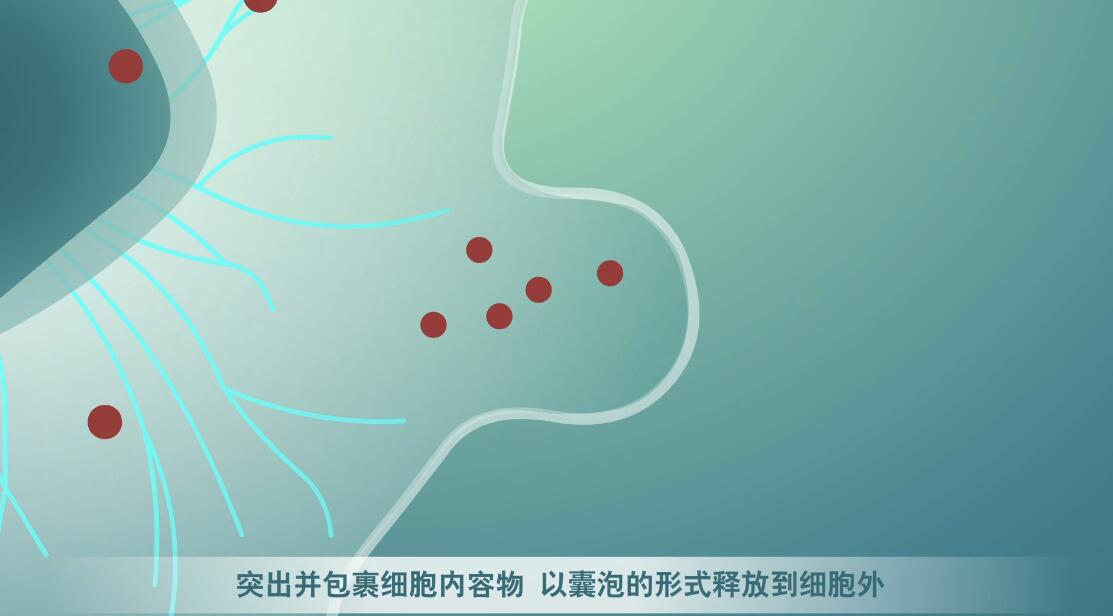 Flash動(dòng)畫制作《細(xì)胞囊泡生物治療》醫(yī)學(xué)動(dòng)漫宣傳片囊細(xì)胞分裂.jpg Flash動(dòng)畫制作《細(xì)胞囊泡生物治療》醫(yī)學(xué)動(dòng)漫宣傳片囊細(xì)胞分裂.jpg