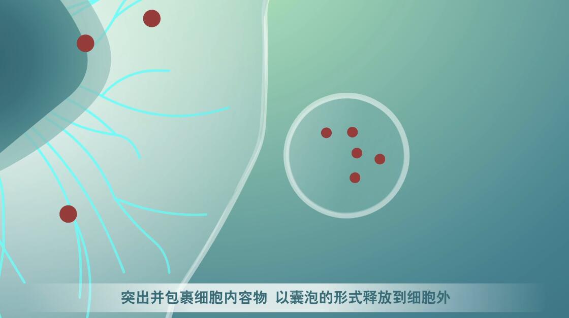 Flash動(dòng)畫制作《細(xì)胞囊泡生物治療》醫(yī)學(xué)動(dòng)漫宣傳片細(xì)胞分裂.jpg Flash動(dòng)畫制作《細(xì)胞囊泡生物治療》醫(yī)學(xué)動(dòng)漫宣傳片細(xì)胞分裂.jpg