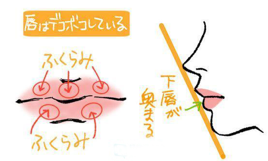 唇部構(gòu)成.jpg 唇部構(gòu)成.jpg