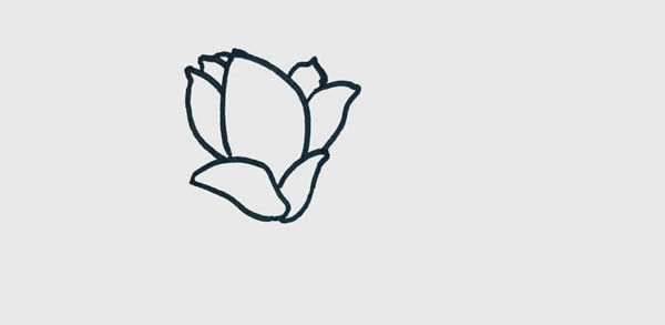 玉蘭花簡(jiǎn)筆畫(huà)圖片
