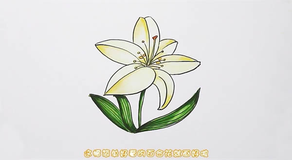 百合花簡筆畫步驟圖解教程