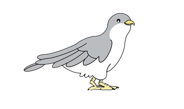 杜鵑鳥簡筆畫 杜鵑鳥簡筆畫畫法步驟圖片