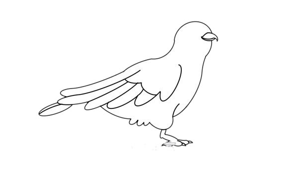 杜鵑鳥簡筆畫 杜鵑鳥簡筆畫畫法步驟圖片