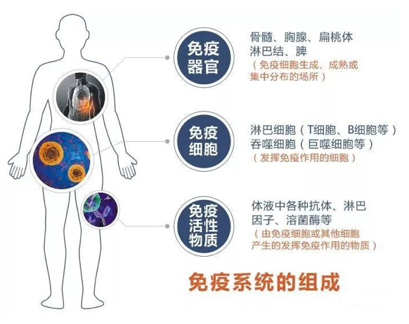 吃什么可以提高免疫力？