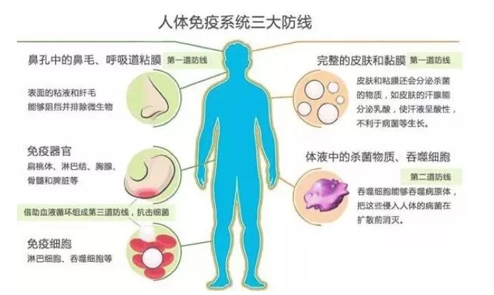 吃什么可以提高免疫力？