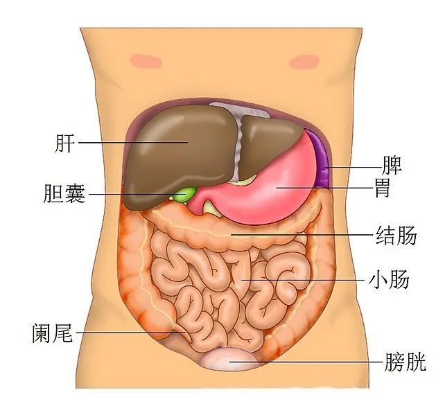 新冠病毒疫情中的救命神器“人工肝”，是怎樣煉成的？