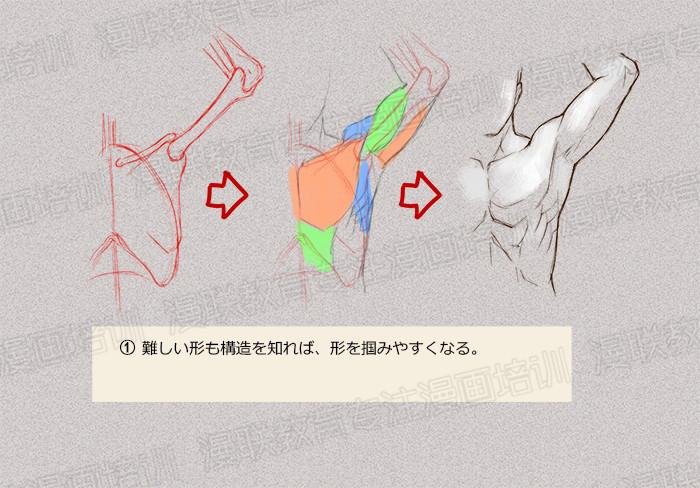 零基礎(chǔ)學(xué)繪畫教程！如何正確掌握繪畫人體結(jié)構(gòu)？