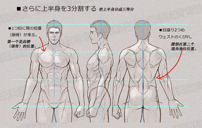 零基礎(chǔ)學(xué)繪畫教程！如何正確掌握繪畫人體結(jié)構(gòu)？