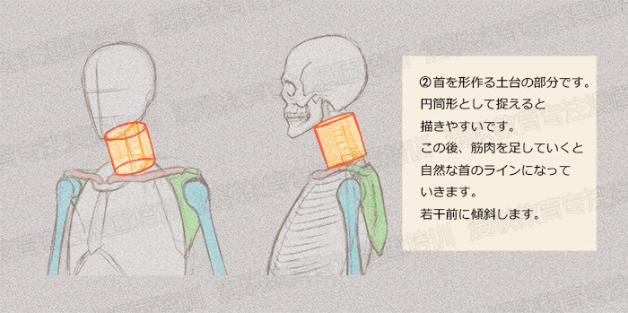 零基礎(chǔ)學(xué)繪畫教程！如何正確掌握繪畫人體結(jié)構(gòu)？