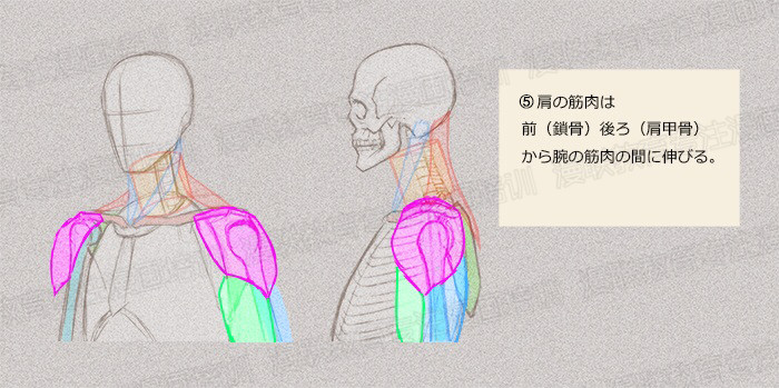 零基礎(chǔ)學(xué)繪畫教程！如何正確掌握繪畫人體結(jié)構(gòu)？
