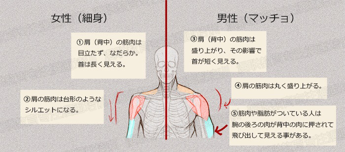 零基礎(chǔ)學(xué)繪畫教程！如何正確掌握繪畫人體結(jié)構(gòu)？