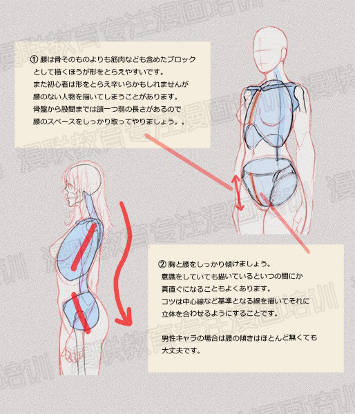 零基礎(chǔ)學(xué)繪畫教程！如何正確掌握繪畫人體結(jié)構(gòu)？