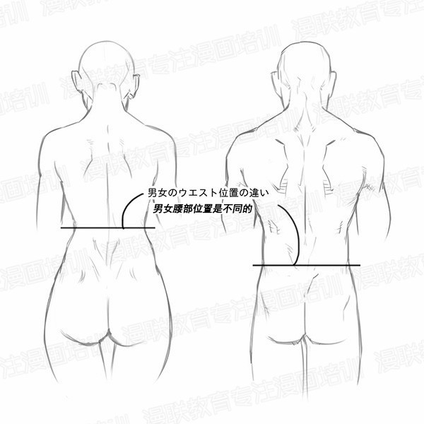 「教程」如何正確掌握人體結(jié)構(gòu) part 01 男女背部的區(qū)別畫法