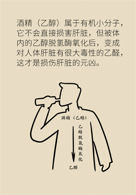 喝酒之后會傷肝？這個因素很重要
