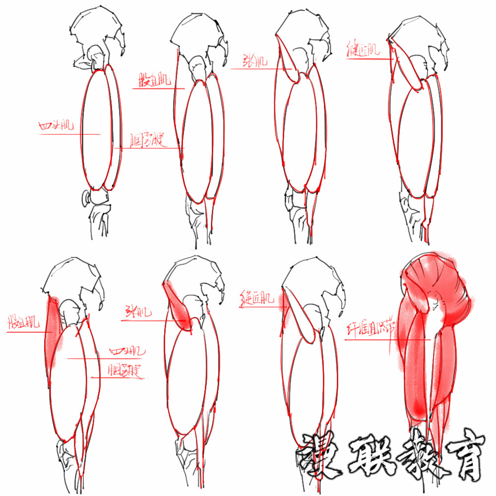 「動(dòng)漫設(shè)計(jì)素材」分享一波繪畫(huà)專(zhuān)用人體解剖素材 part 08 「動(dòng)漫設(shè)計(jì)素材」分享一波繪畫(huà)專(zhuān)用人體解剖素材 part 08
