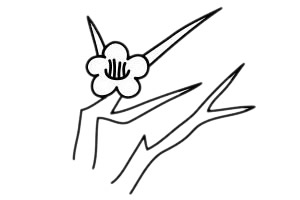 梅花 梅花簡(jiǎn)筆畫(huà)怎么畫(huà)步驟圖解