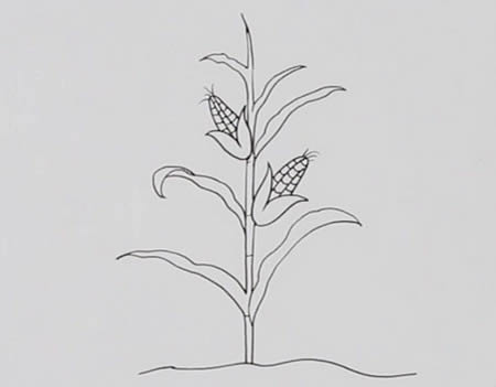 玉米樹(shù)怎么畫簡(jiǎn)筆畫簡(jiǎn)單又好看