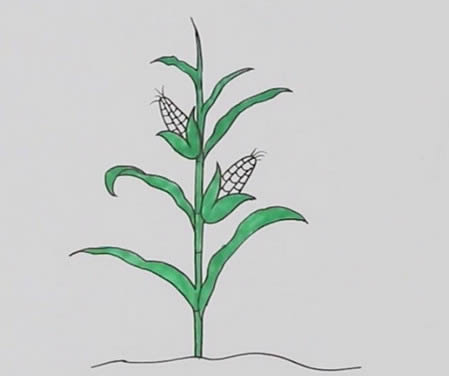 玉米樹(shù)怎么畫簡(jiǎn)筆畫簡(jiǎn)單又好看