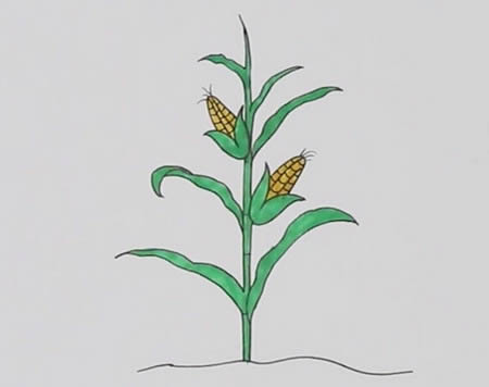 玉米樹(shù)怎么畫簡(jiǎn)筆畫簡(jiǎn)單又好看