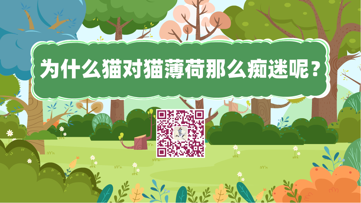 十萬(wàn)個(gè)為什么標(biāo)題(讓貓癡迷的貓薄荷到底是何方神圣)1200.png 十萬(wàn)個(gè)為什么標(biāo)題(讓貓癡迷的貓薄荷到底是何方神圣)1200.png