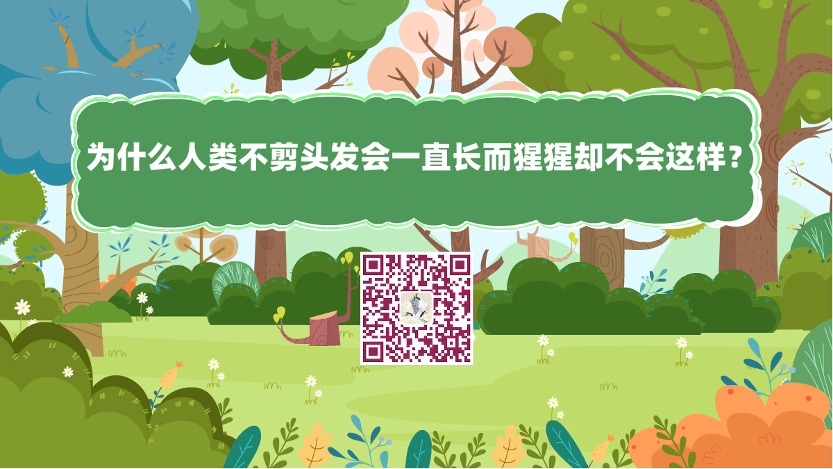 十萬個(gè)為什么標(biāo)題(為什么人類不剪頭發(fā)會(huì)一直長而猩猩卻不會(huì)這樣)1200.png 十萬個(gè)為什么標(biāo)題(為什么人類不剪頭發(fā)會(huì)一直長而猩猩卻不會(huì)這樣)1200.png