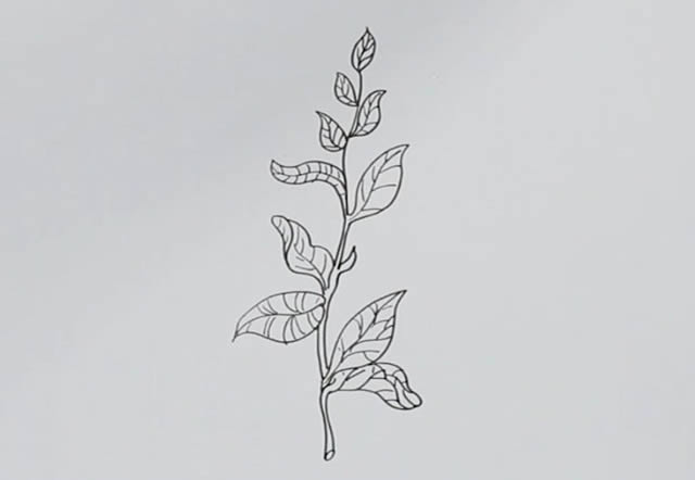 茶樹怎么畫簡(jiǎn)單又漂亮,茶樹簡(jiǎn)筆畫彩色畫法