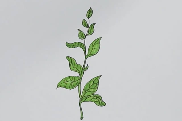 茶樹怎么畫簡(jiǎn)單又漂亮,茶樹簡(jiǎn)筆畫彩色畫法