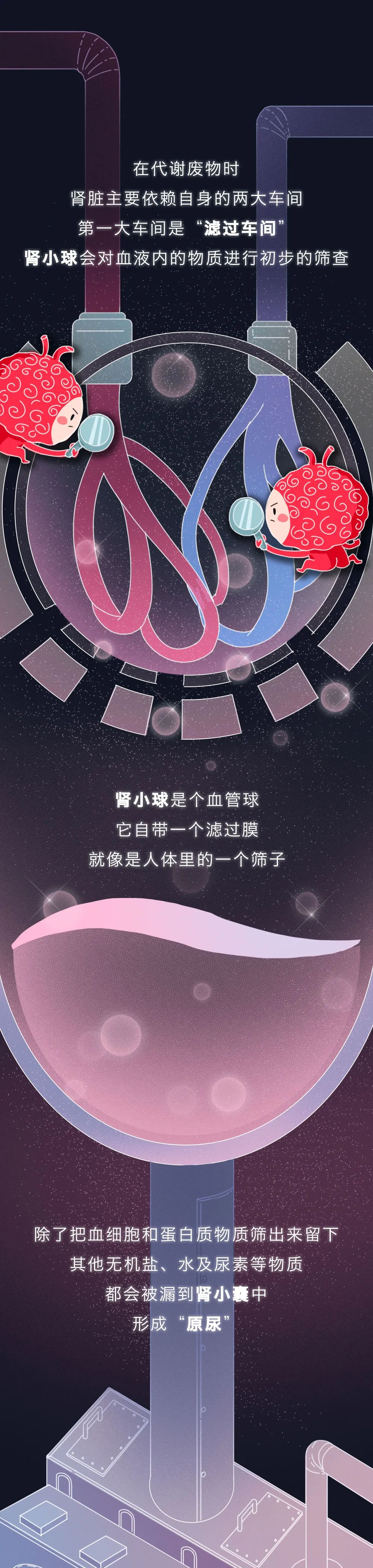 腎醫(yī)學知識科普：腎被透支的全過程