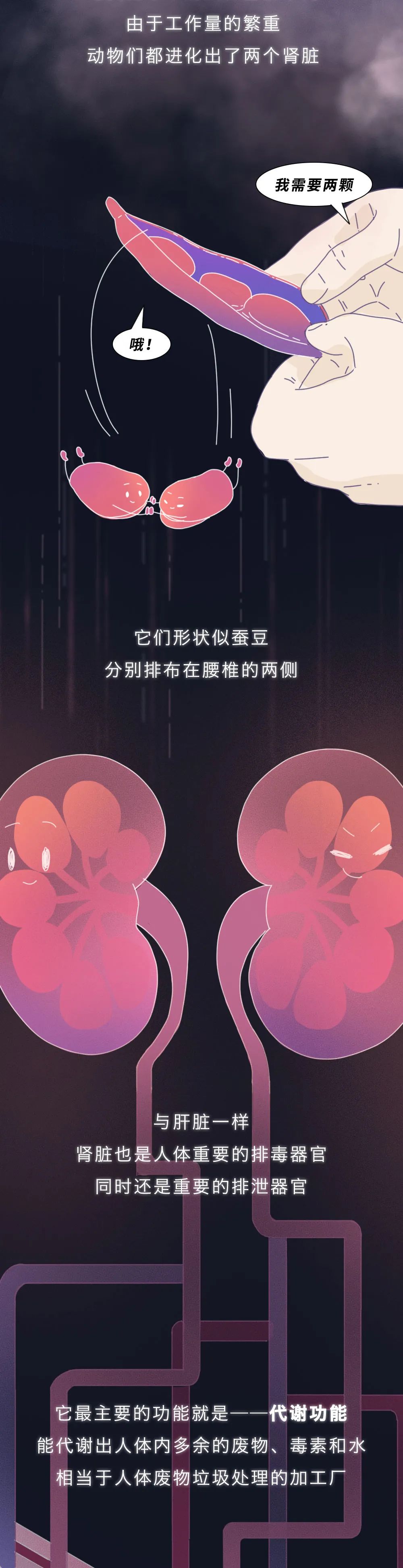 腎醫(yī)學知識科普：腎被透支的全過程
