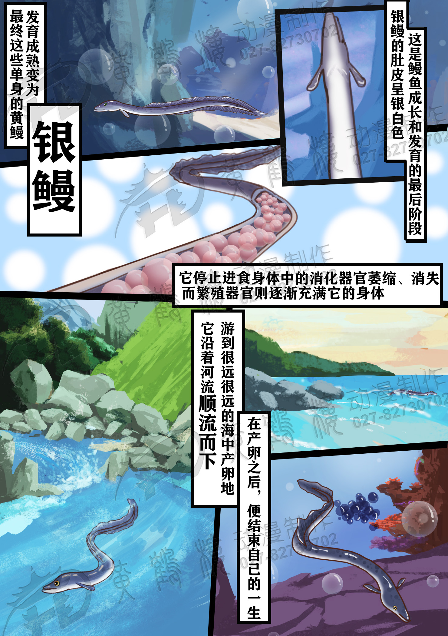 黃鰻期(Yellow eel).jpg 黃鰻期(Yellow eel).jpg