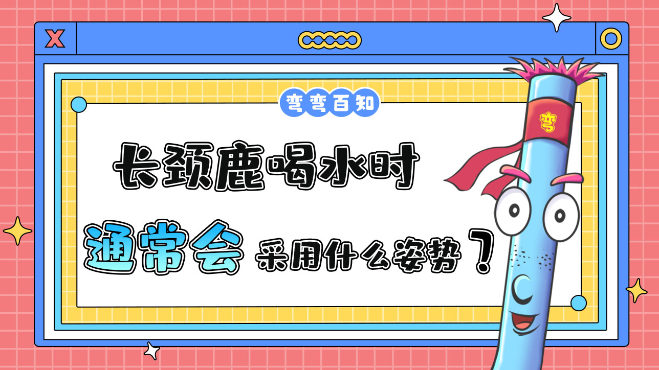 長(zhǎng)頸鹿喝水時(shí)通常會(huì)采用什么姿勢(shì)呢？.jpg