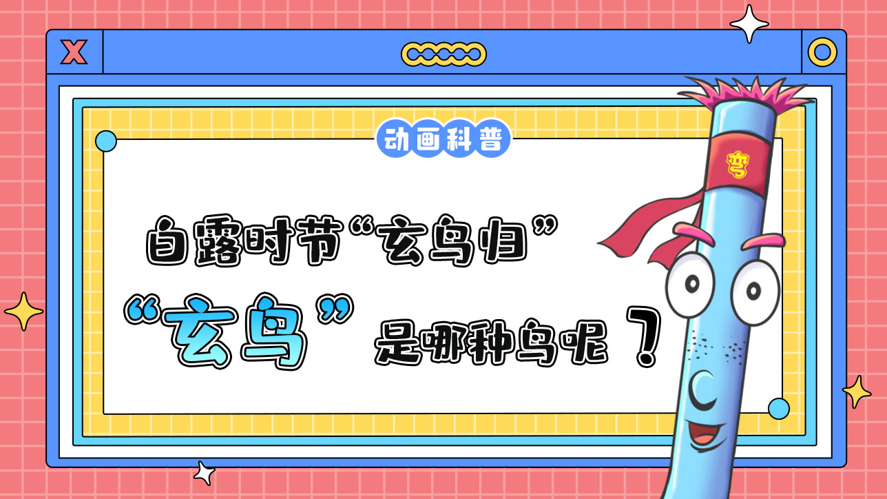 白露時(shí)節(jié)“玄鳥歸”，“玄鳥”是哪種鳥呢？.jpg